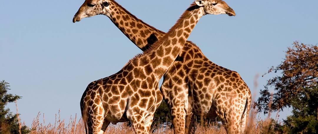 Vervolgstudie of onderzoek doen in Zuid Afrika met een VSBfonds Beurs